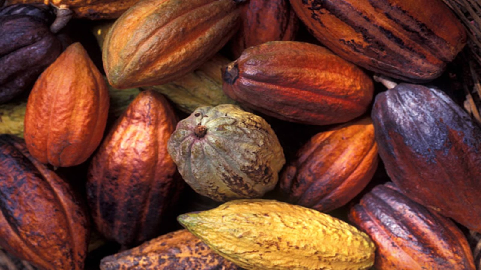 Cocoa and soft commodities analysis